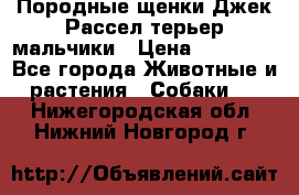 Породные щенки Джек Рассел терьер-мальчики › Цена ­ 40 000 - Все города Животные и растения » Собаки   . Нижегородская обл.,Нижний Новгород г.